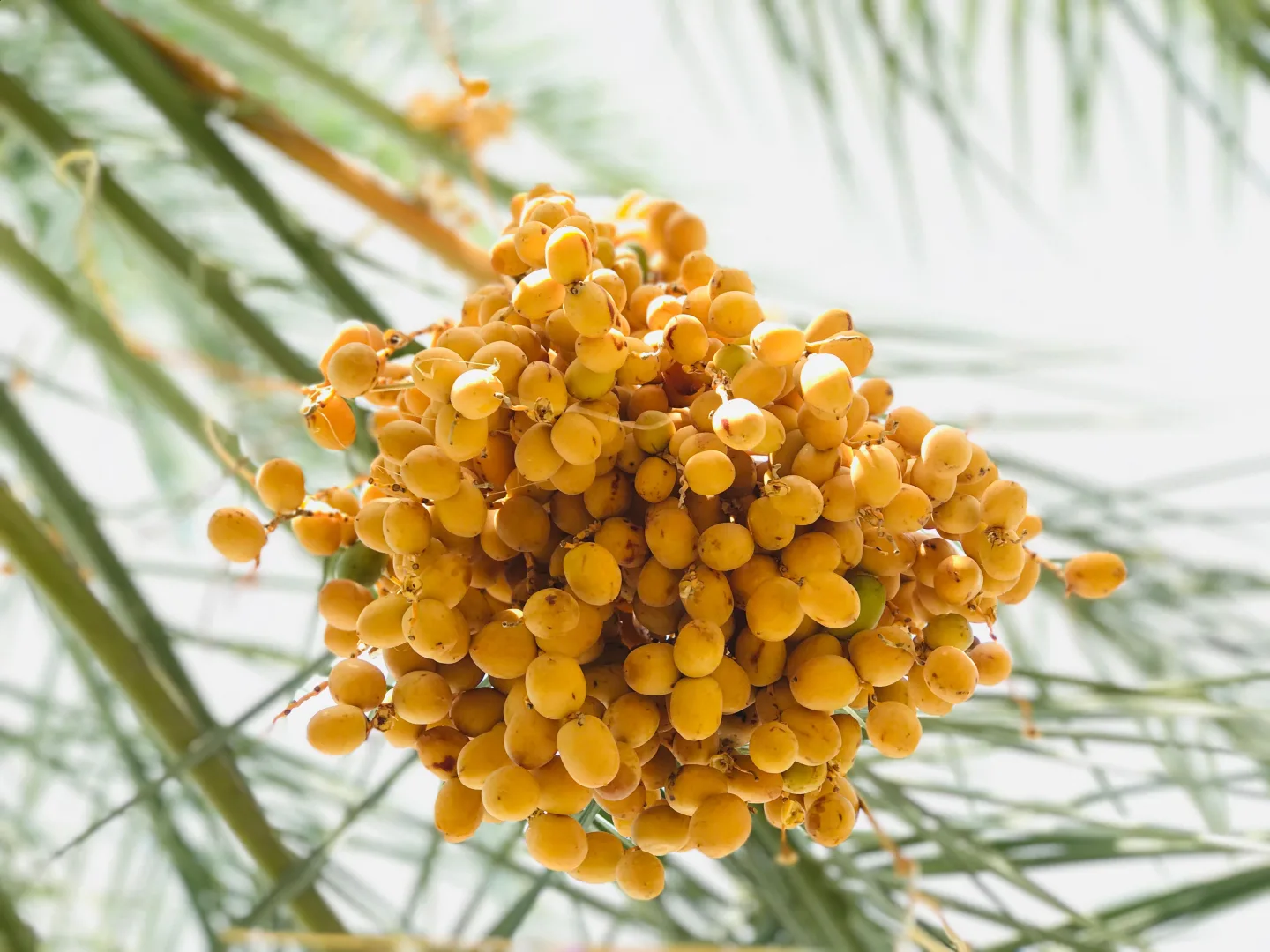 A close view of yellow dates growing on a palm