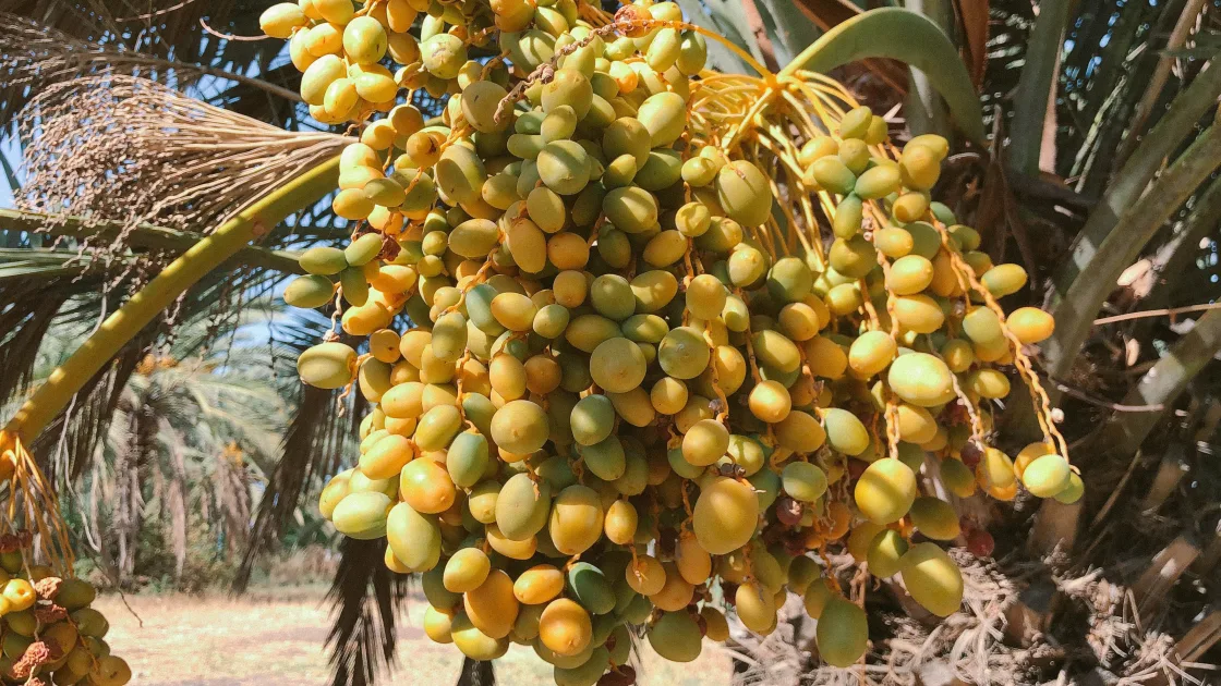 Clusters of dates growing on a palm tree
