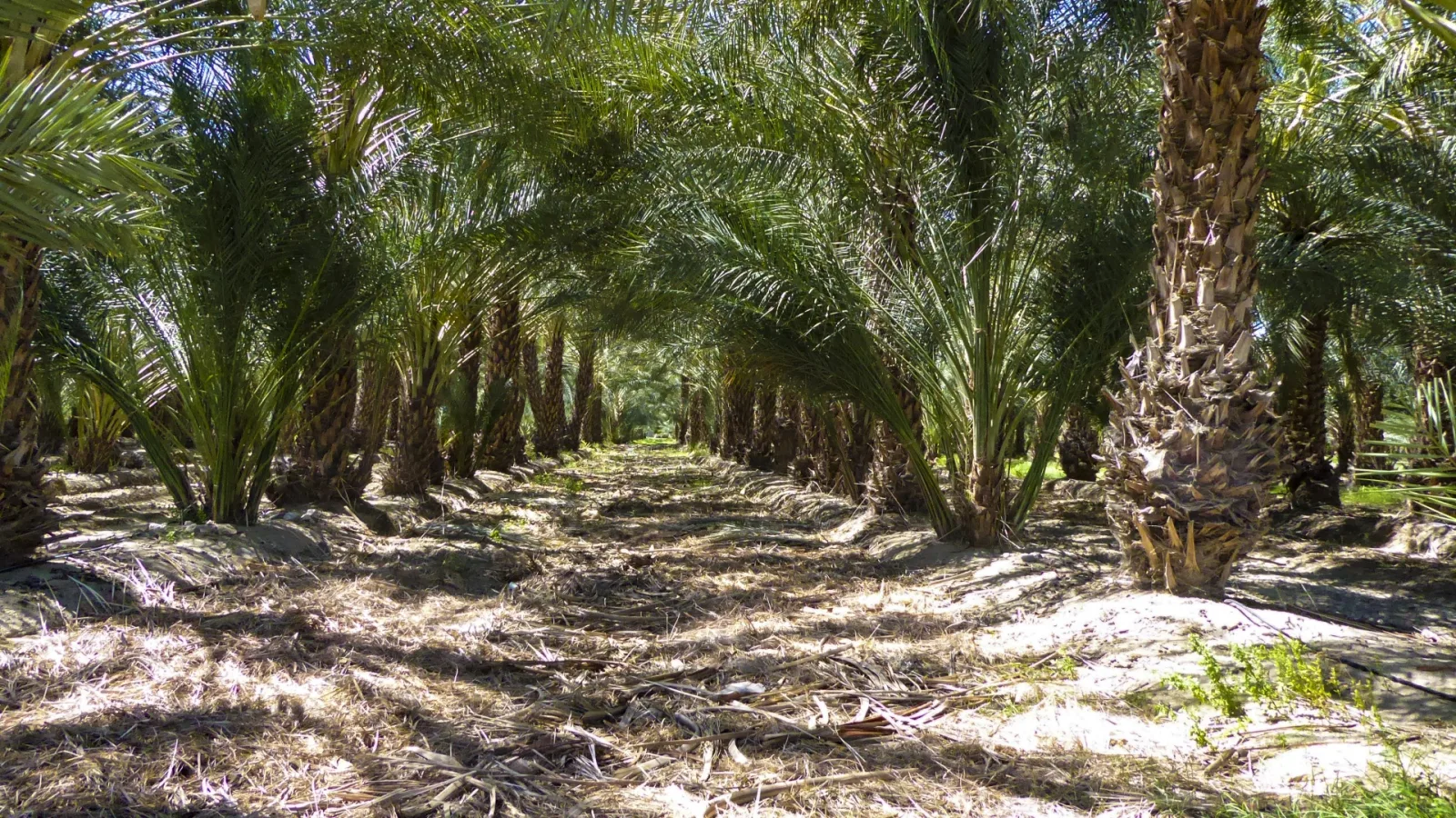 Rows of date palms in a cultivated orchard